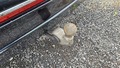 View of trailer tow-bar hitch