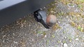 View of trailer tow-bar hitch