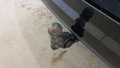 View of trailer tow-bar hitch