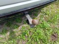 View of trailer tow-bar hitch