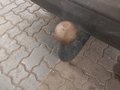 View of trailer tow-bar hitch