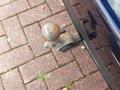 Ansicht Anhängerkupplung