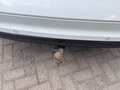 Ansicht Anhängerkupplung
