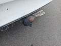 Ansicht Anhängerkupplung