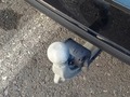 View of trailer tow-bar hitch