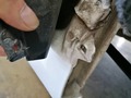 Weitere Bilder Karosserie