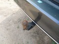 View of trailer tow-bar hitch