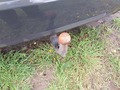 Ansicht Anhängerkupplung