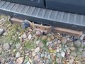 View of trailer tow-bar hitch