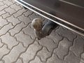 View of trailer tow-bar hitch