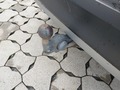 View of trailer tow-bar hitch