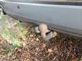 View of trailer tow-bar hitch