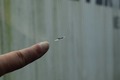 Detailfoto