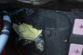 Detailfoto