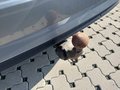 View of trailer tow-bar hitch