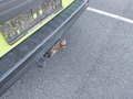 View of trailer tow-bar hitch