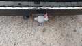 View of trailer tow-bar hitch