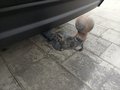 View of trailer tow-bar hitch