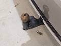 View of trailer tow-bar hitch