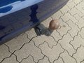 Ansicht Anhängerkupplung