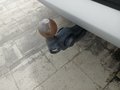 Όψη - Κοτσαδόρος