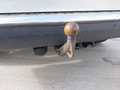 View of trailer tow-bar hitch