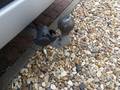 View of trailer tow-bar hitch