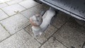 View of trailer tow-bar hitch