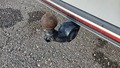 View of trailer tow-bar hitch