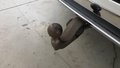 View of trailer tow-bar hitch