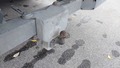 View of trailer tow-bar hitch