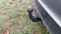 View of trailer tow-bar hitch