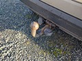 View of trailer tow-bar hitch