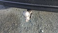 View of trailer tow-bar hitch