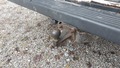 View of trailer tow-bar hitch
