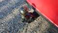 View of trailer tow-bar hitch