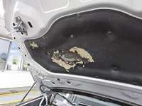 Edasised fotod kerest