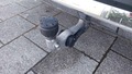 View of trailer tow-bar hitch