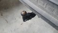 View of trailer tow-bar hitch
