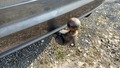 View of trailer tow-bar hitch