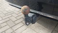 View of trailer tow-bar hitch