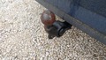 View of trailer tow-bar hitch