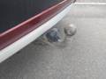 View of trailer tow-bar hitch