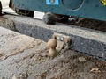 View of trailer tow-bar hitch