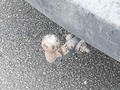 View of trailer tow-bar hitch