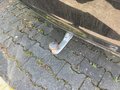 View of trailer tow-bar hitch