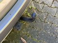 View of trailer tow-bar hitch