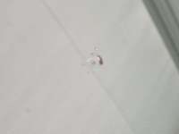 Детаљна фотографија