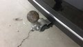 View of trailer tow-bar hitch