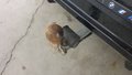 View of trailer tow-bar hitch